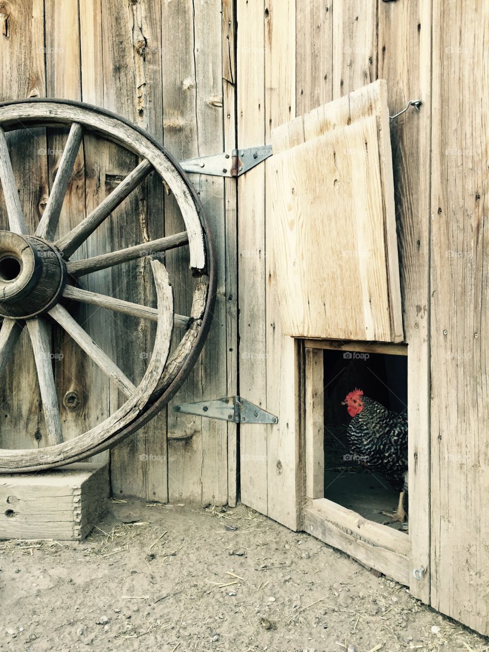 Chicken in a barnyard
