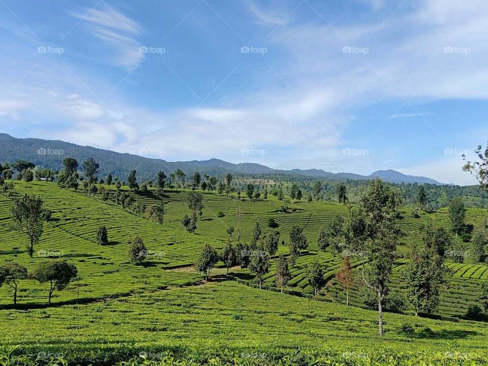 morning view in tea plantation