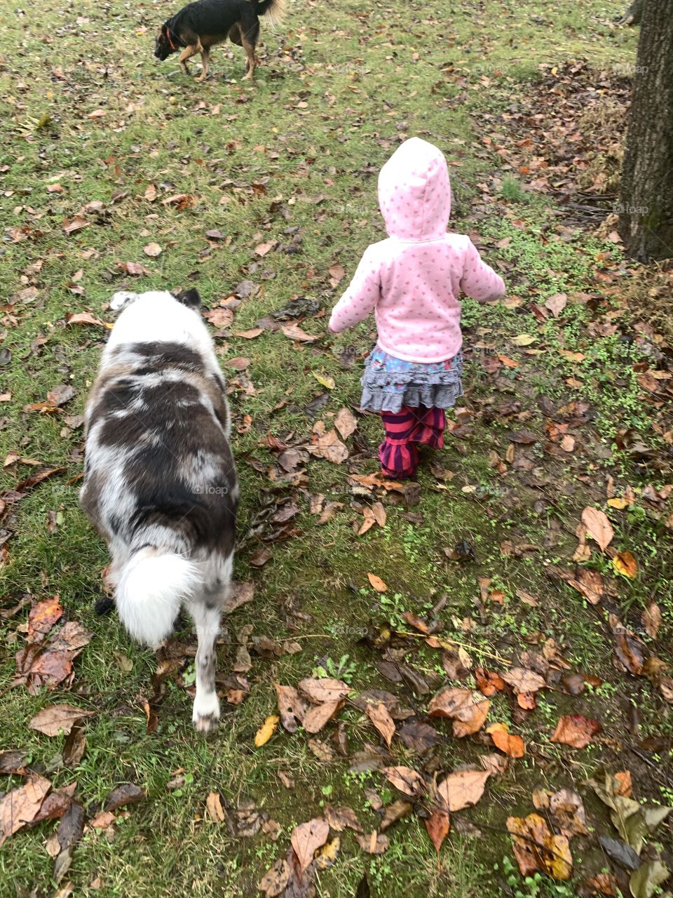 Dog walking a girl