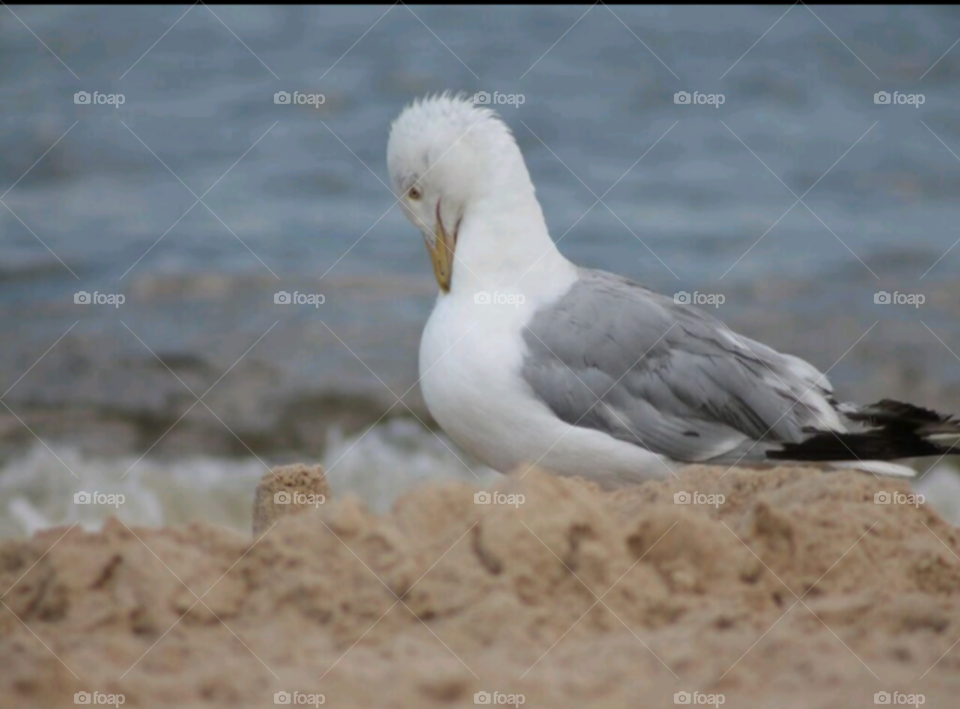 Beautiful white and gray seagull with a ocean view background. Taken in Virginia Beach, Virginia.