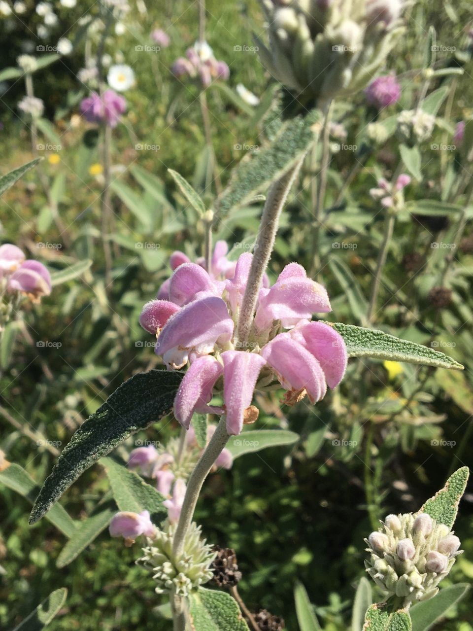 Blooming flower of wild salvia