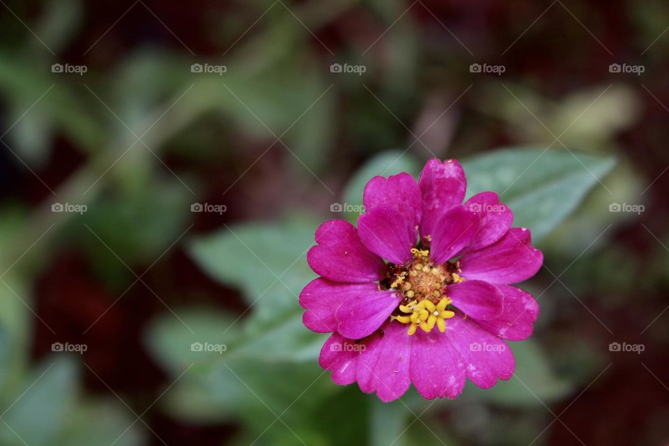 Beautiful pink flower in green blurred background 