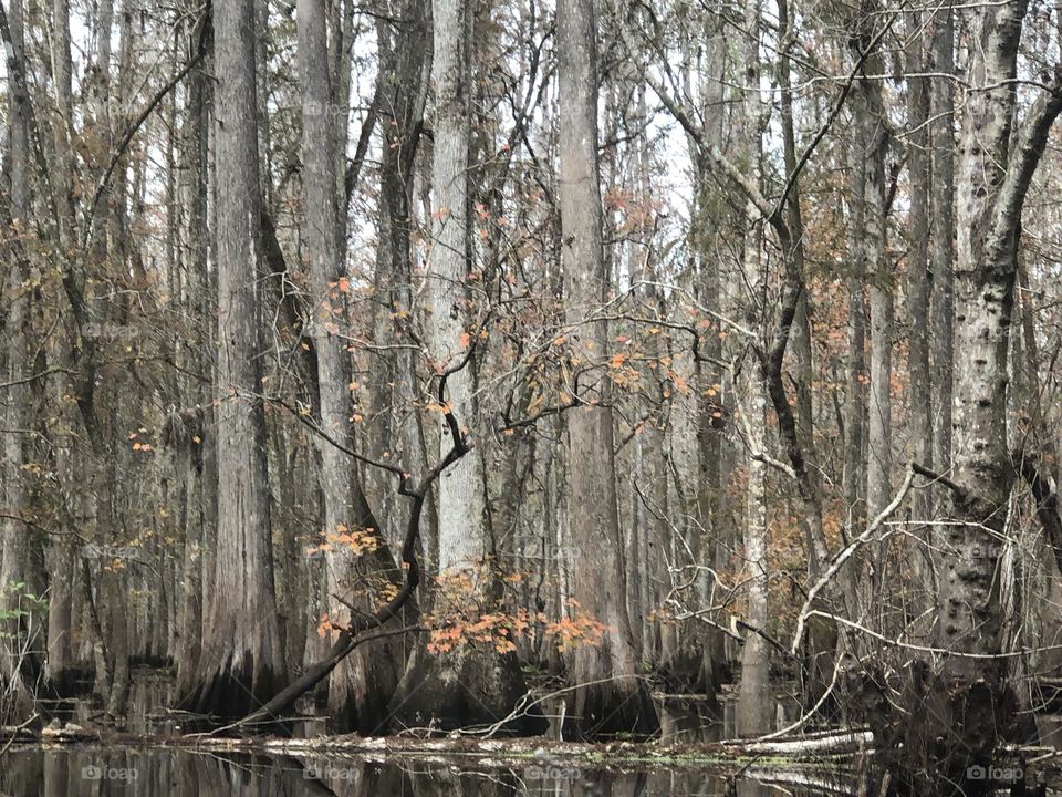 Hillsborough River