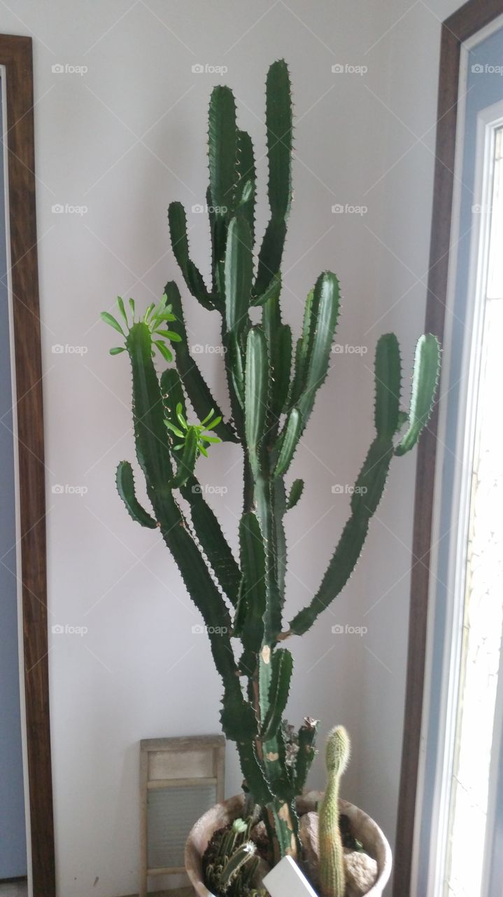 cactus