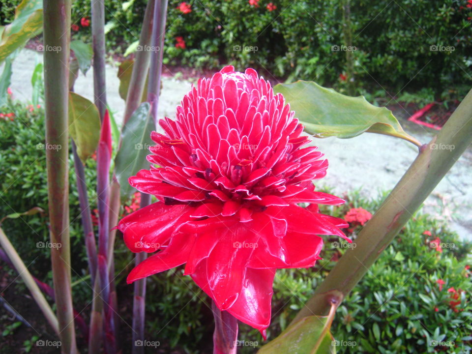 A red flower high above the stream below in Costa Rica
