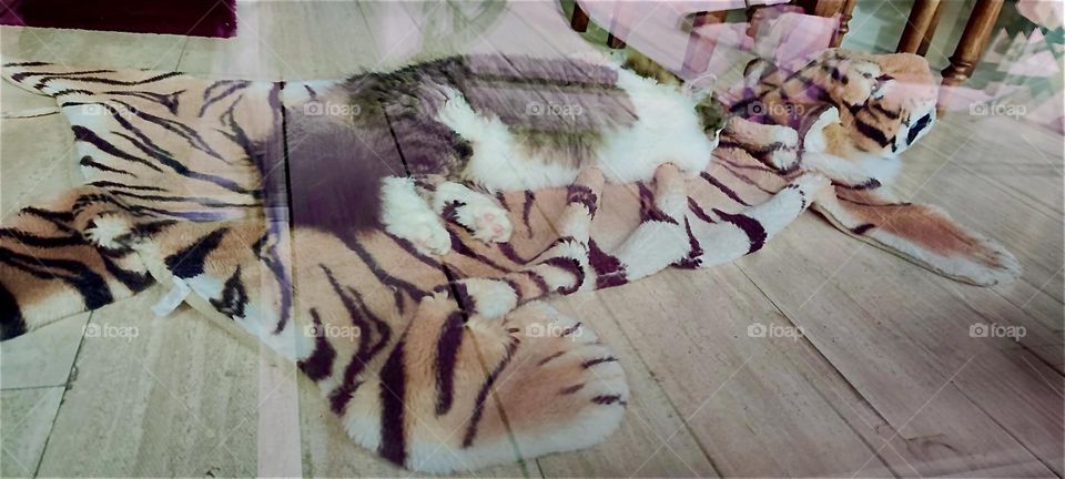 “Linda”, the cat dreams she is a big strong tiger as she rests comfortably on this faux fur tiger skin in the living room of the beautiful house in “Lower Bavaria”, Germany. 2024. Hypnotic Productions