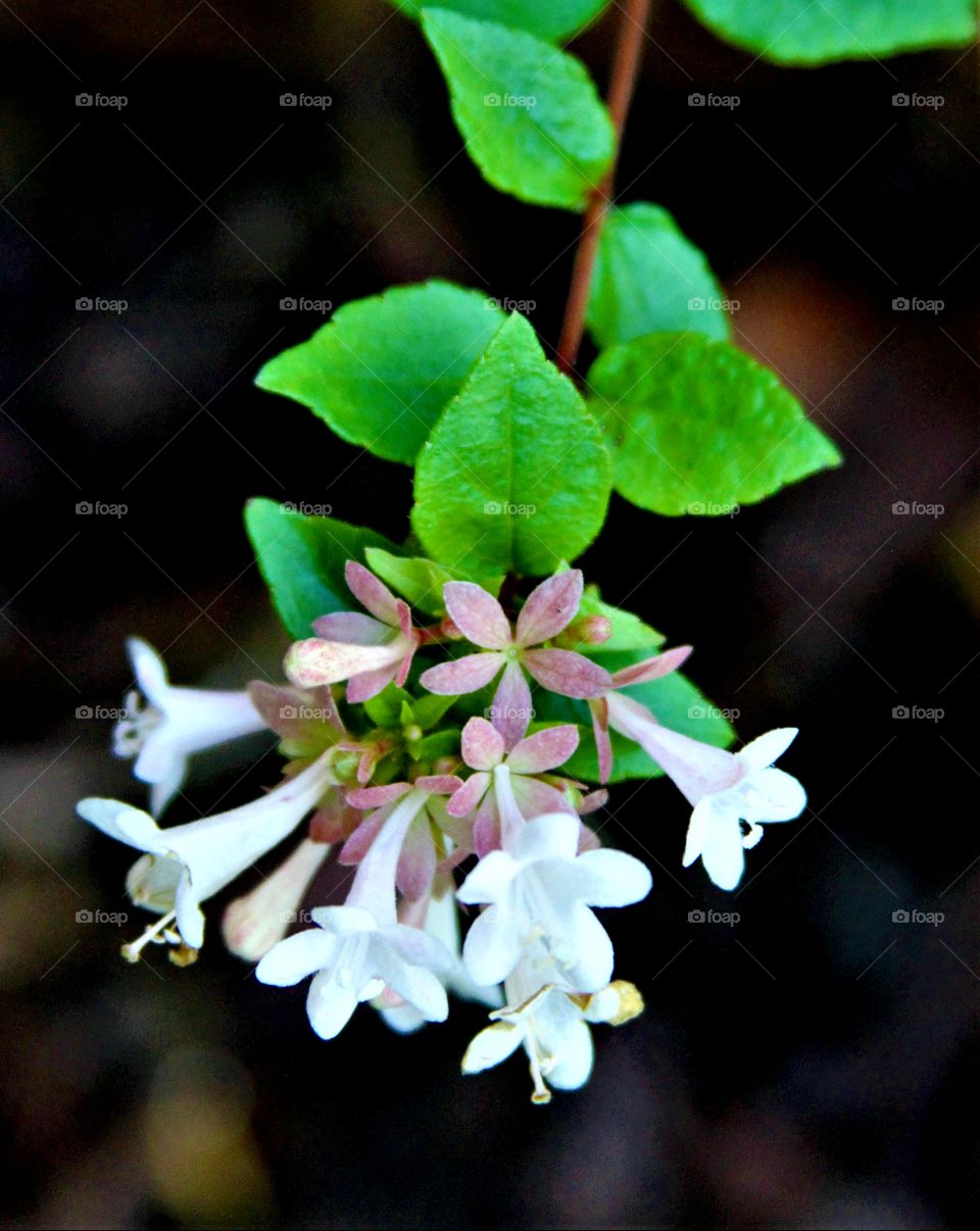 white flowers and green leaves.