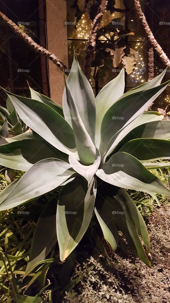 Fox tail agave plant