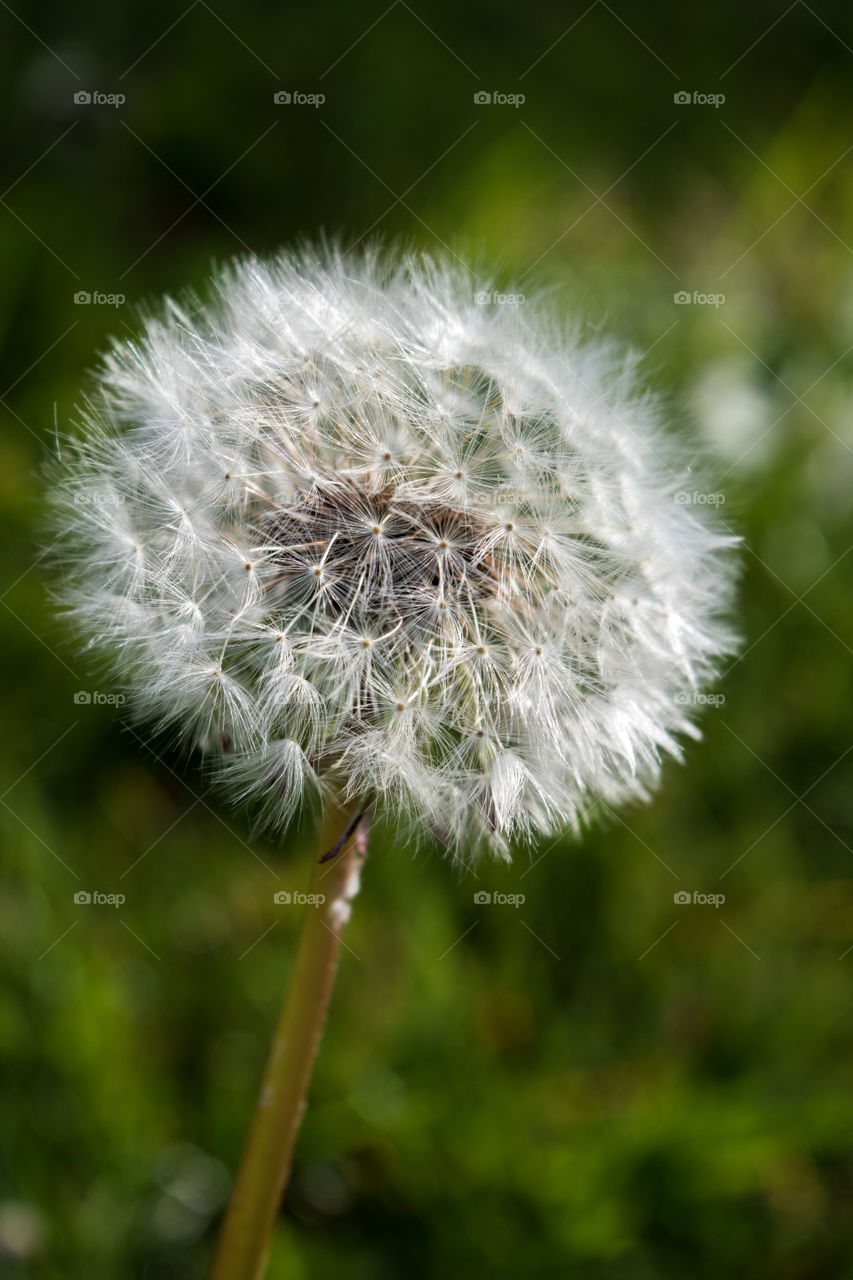 Dandelion on the grass, spring