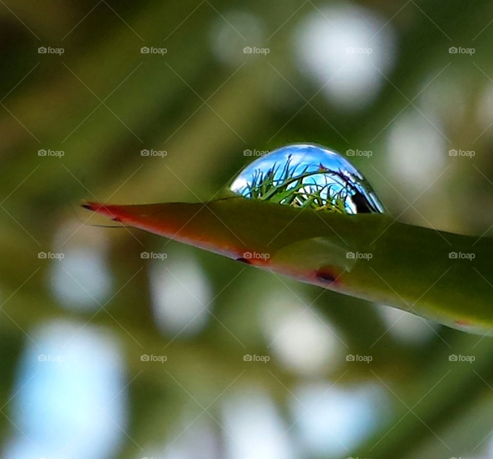 Macro of water drop with Aloe Reflection