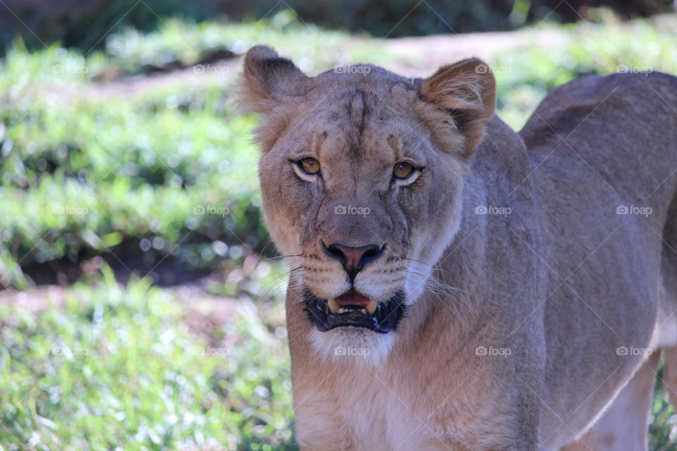 Lioness