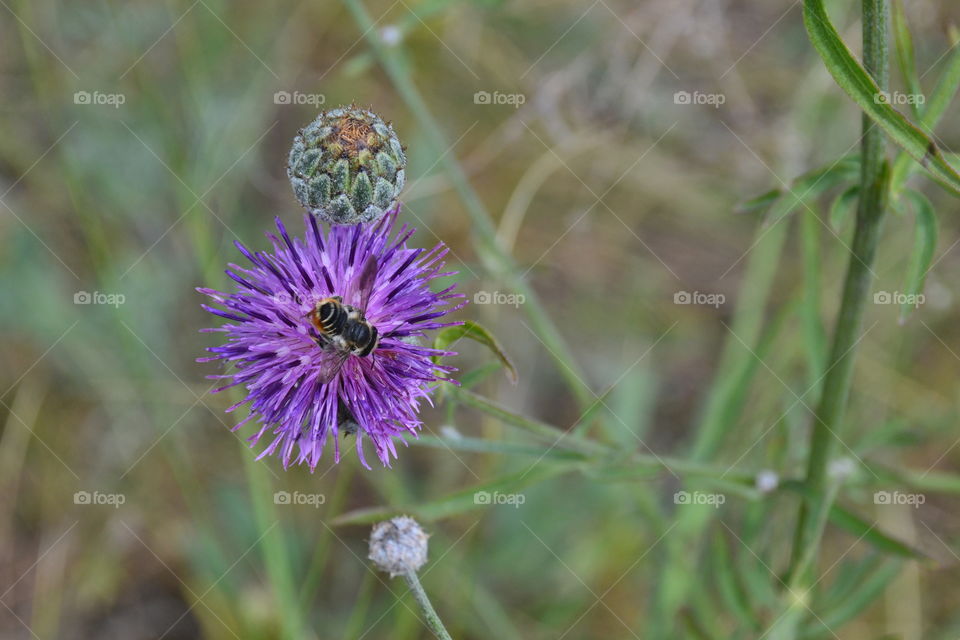 field flowers
