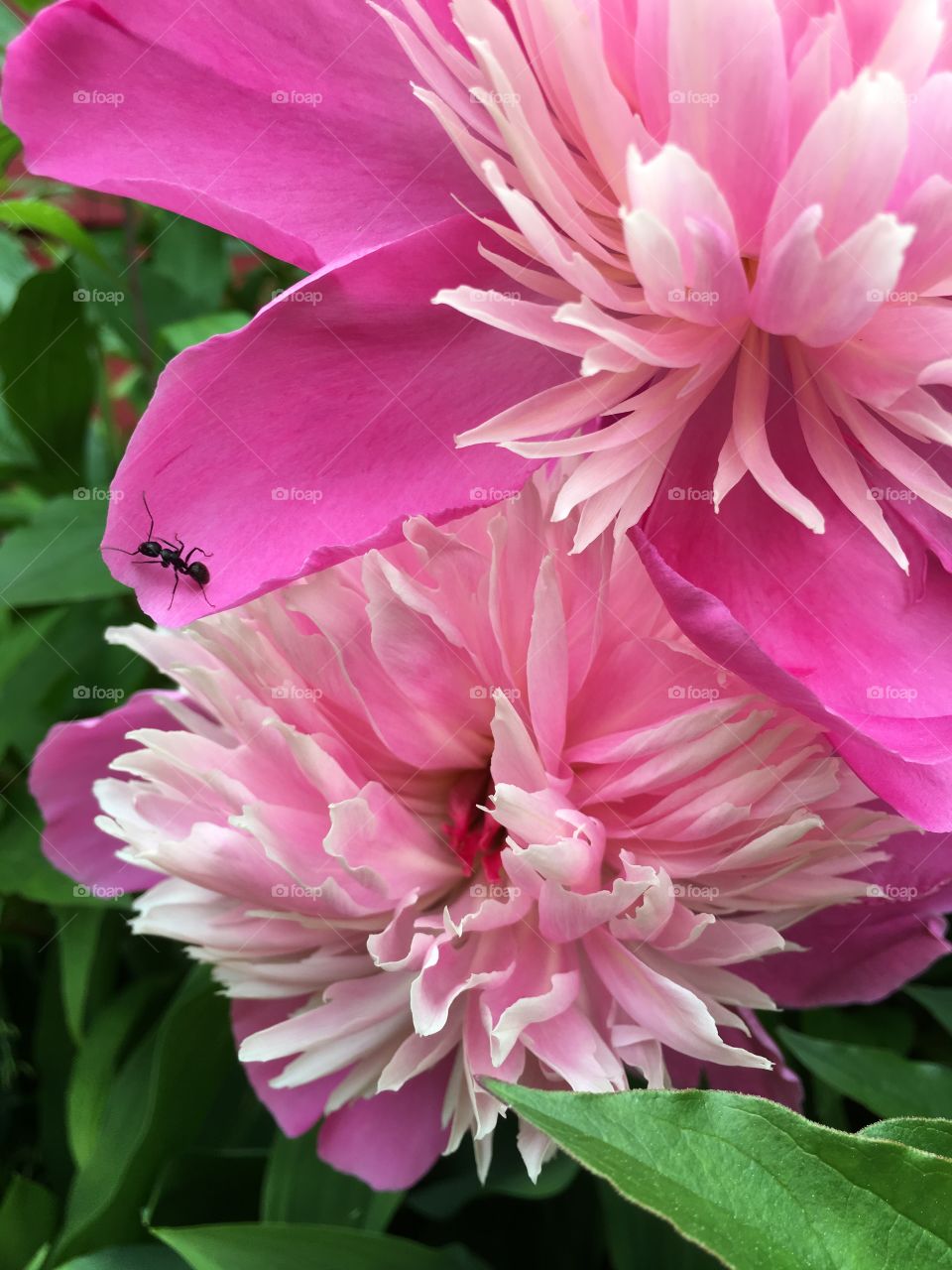 Peonies and ant 