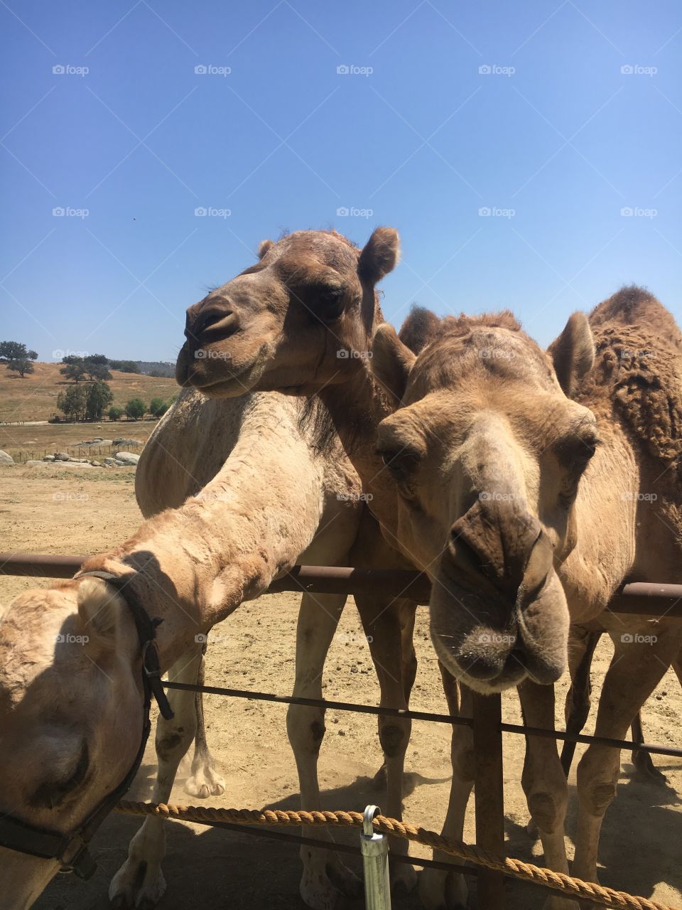 Oasis Camel Dairy