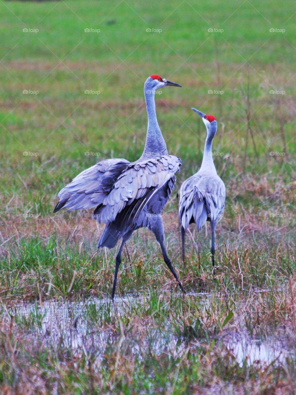 Two sand hill crane on grassy landscape