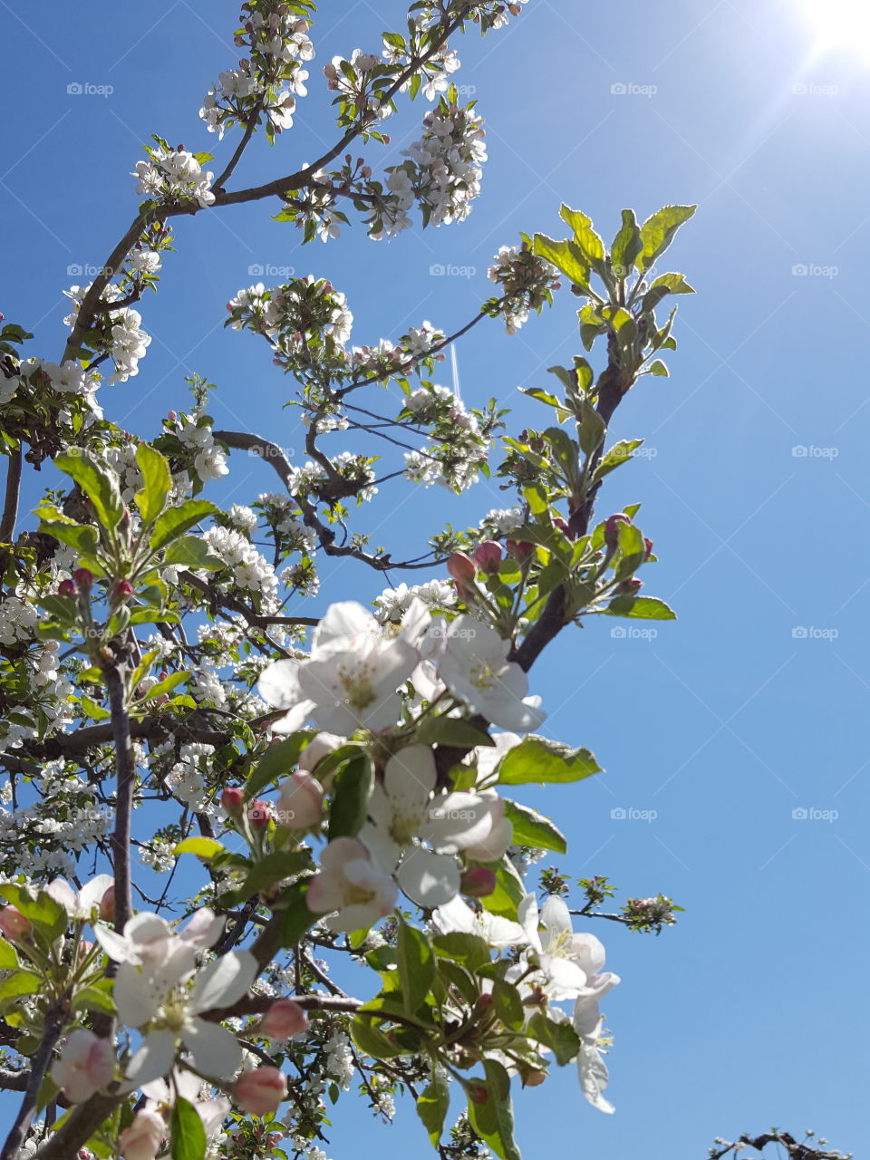 apple blossoms