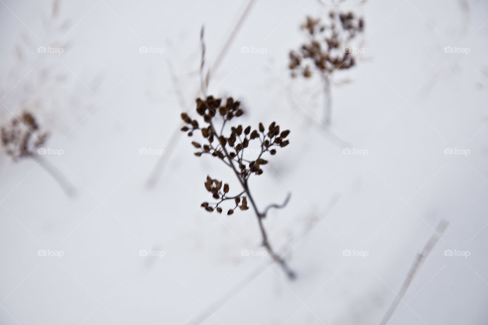 Winter, Snow, Flower, Tree, Still Life