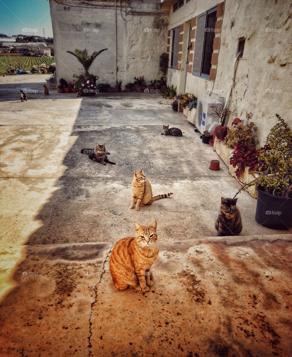 Maltese cats