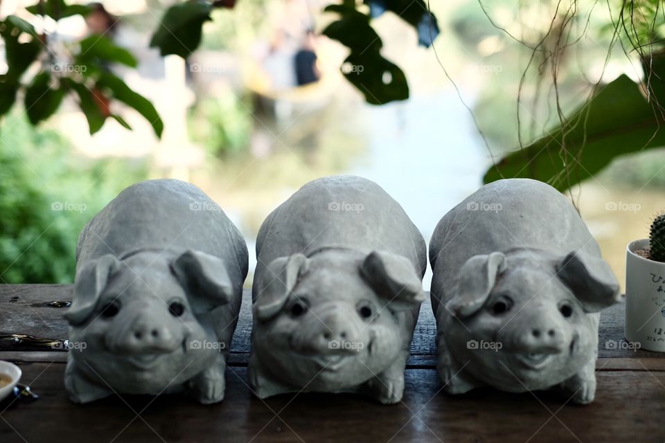 Three gray pig in the farm 