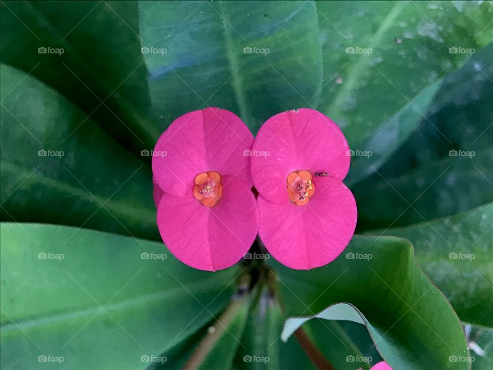 Poi siam flower in my garden 