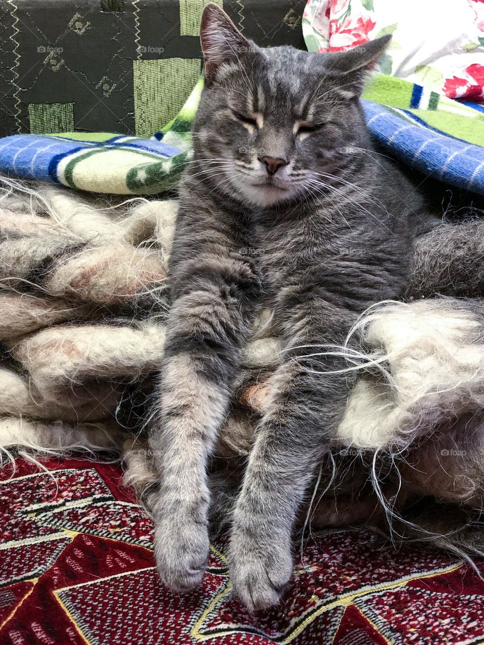 Cat sleeps on a blanket 