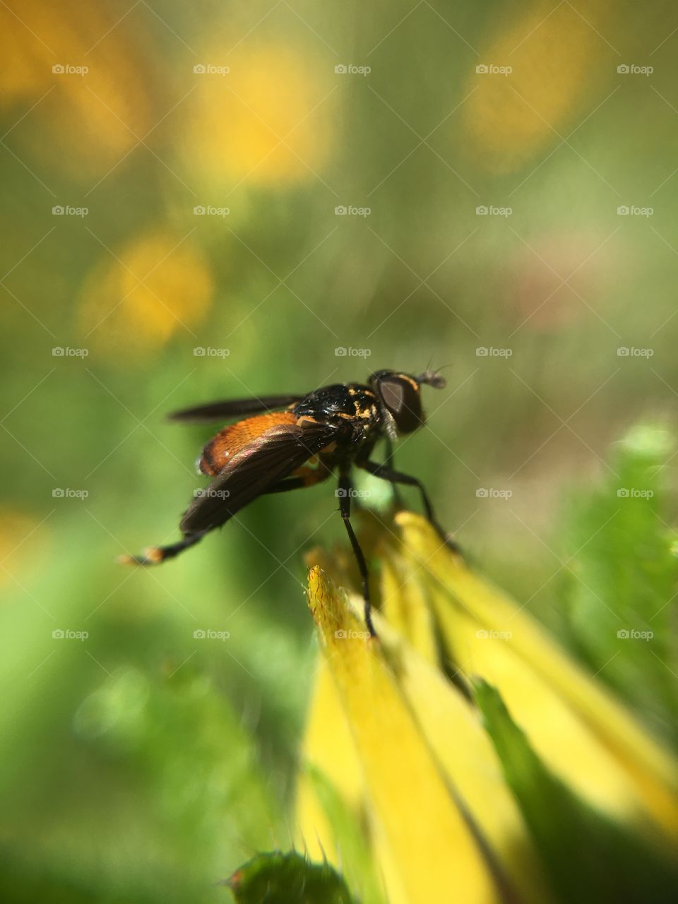 Orange fly