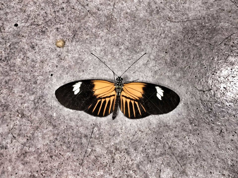 butterfly taking a break