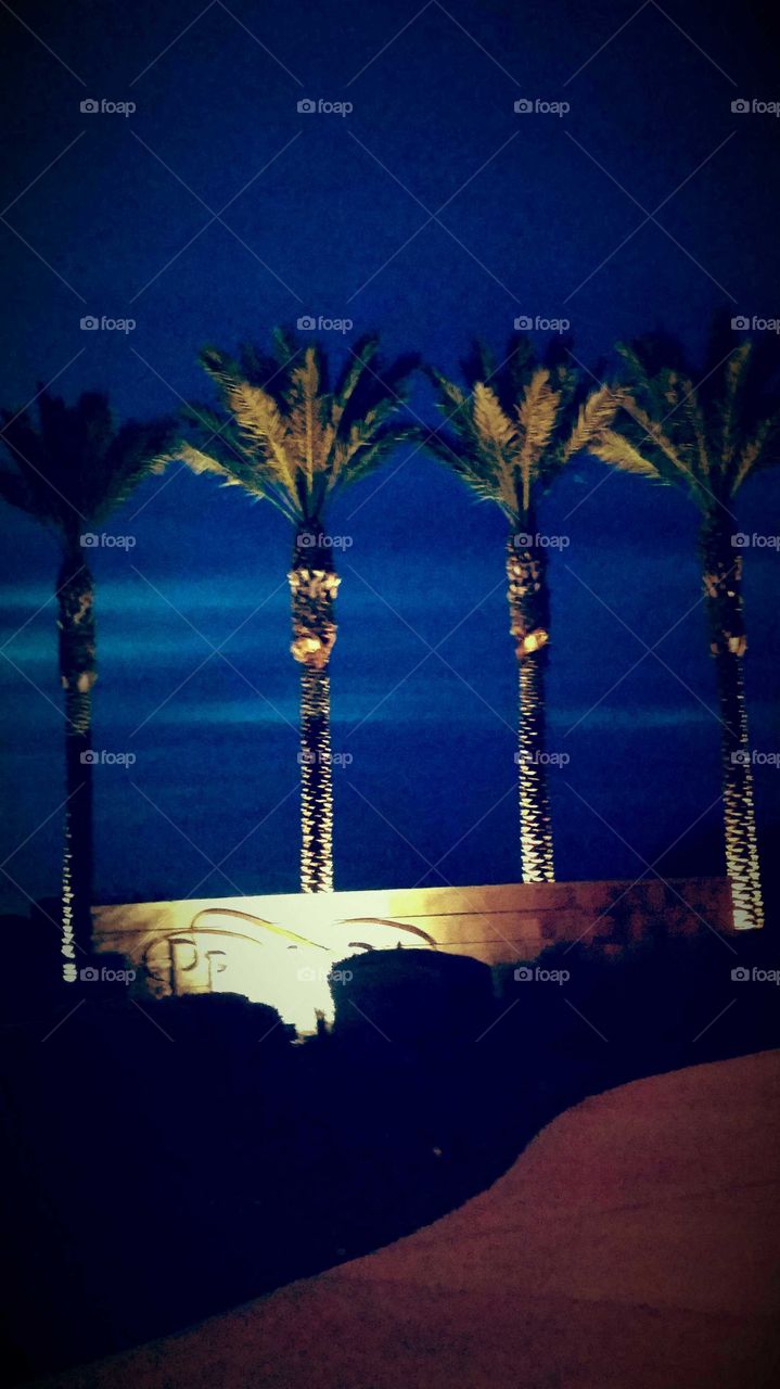 The Four Tall Palms 
Looking Tall , Looking Strong 
Standing up so Beuatiful 
Up in Day ,   Up In Night 
I Like looking at theae Palms 
Like as if they are Standing Guard