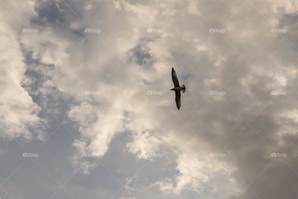 Flying bird high in the cloudy sky