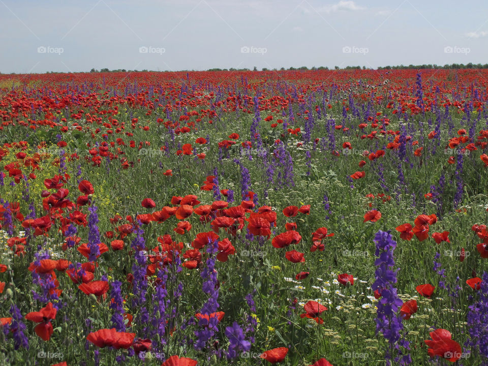 Poppy Field