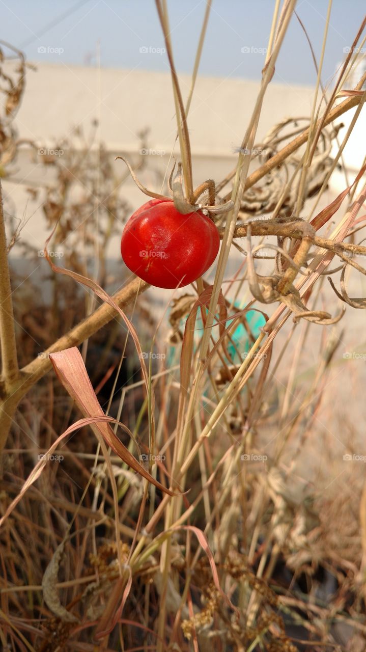 Small tomato.