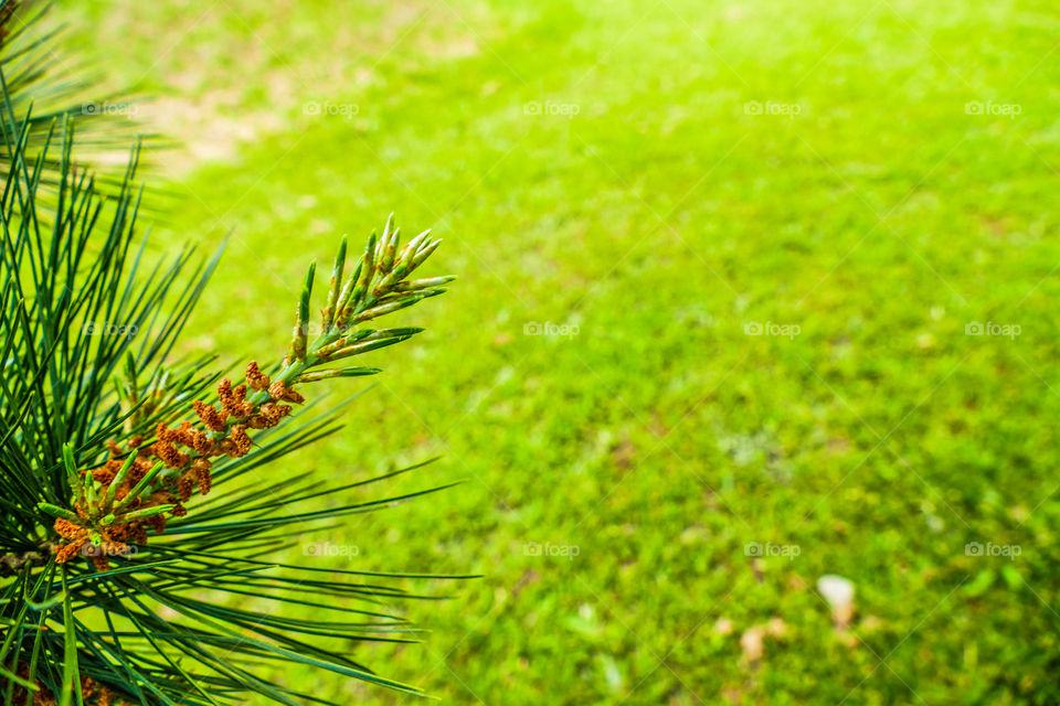 Young pine flowers barely beginning to form on a tree