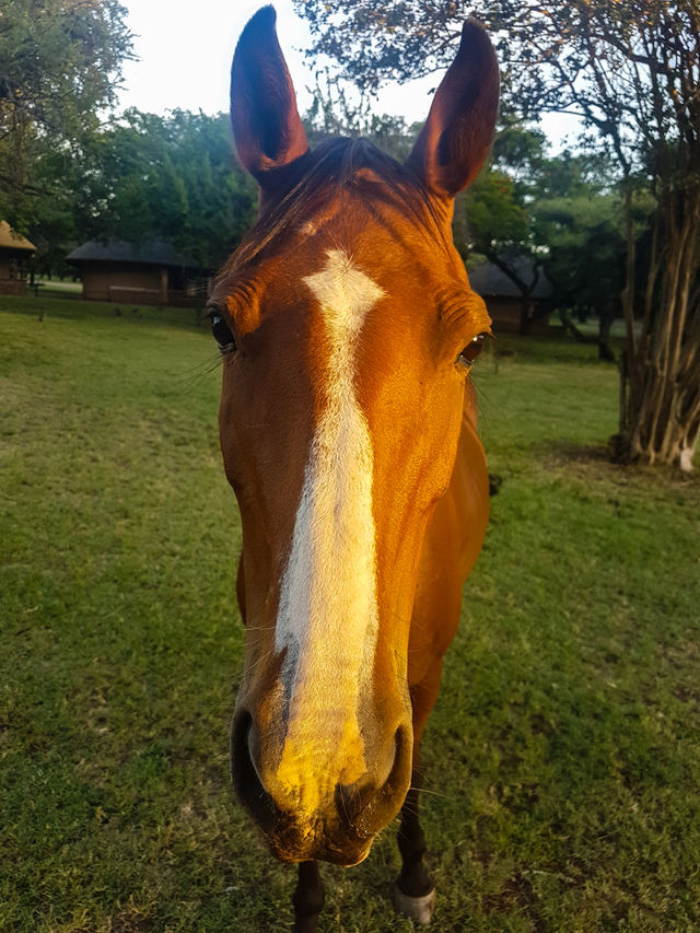Horse looking at me