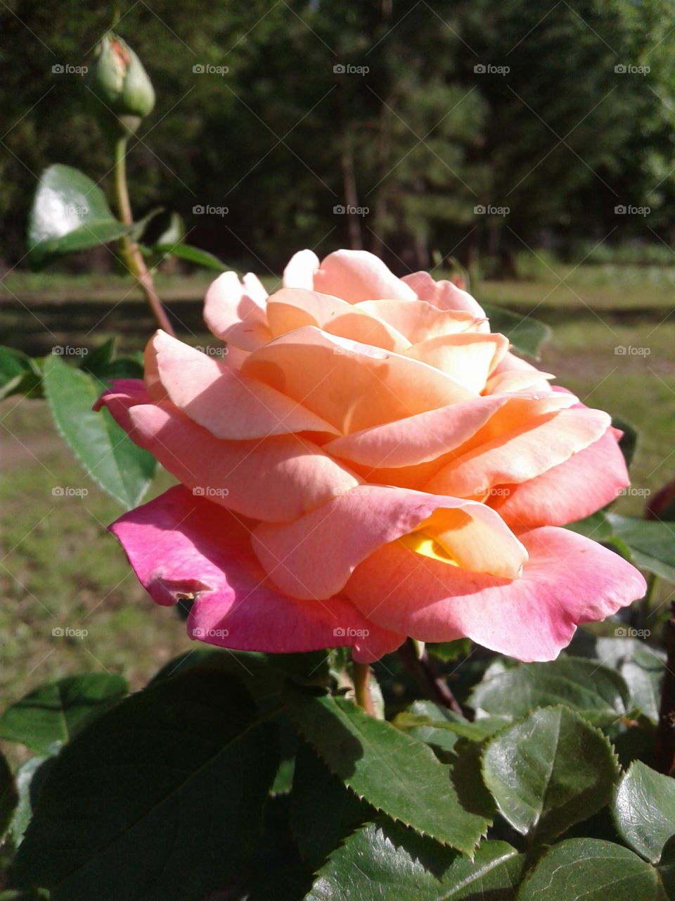 Rose in the sun.