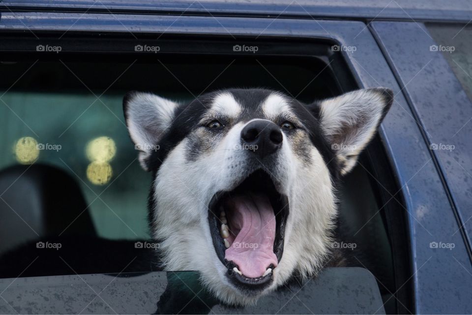 Siberian Huskey Yawns