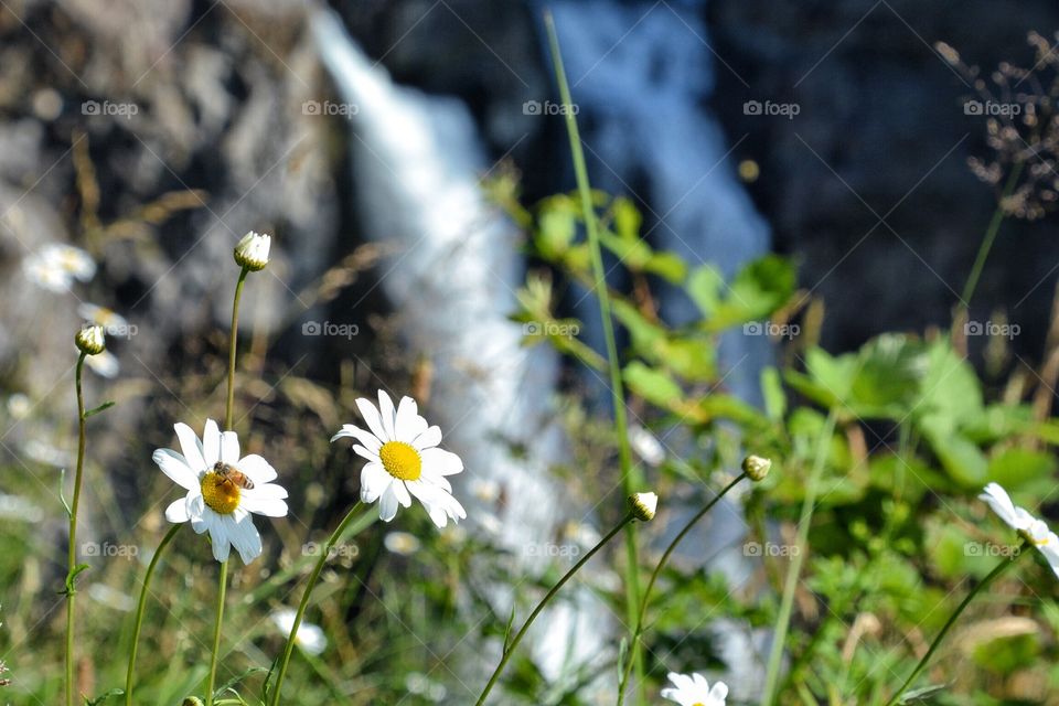 Daisies and waterfall