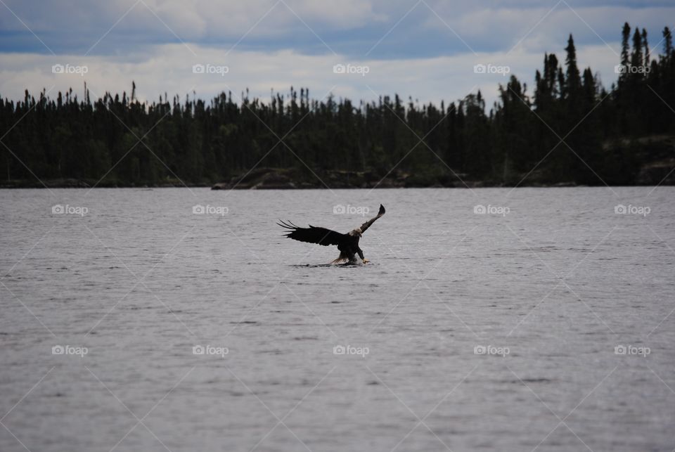 A bald eagle dips his talons into the cold northern lake water attempting to catch a meal