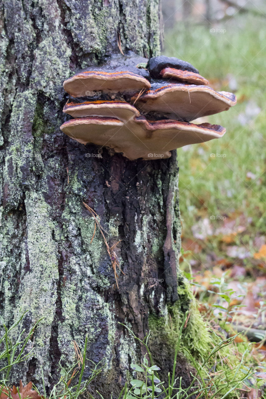 Tree fungus on pine tree - black orange - Red Belted Conk 