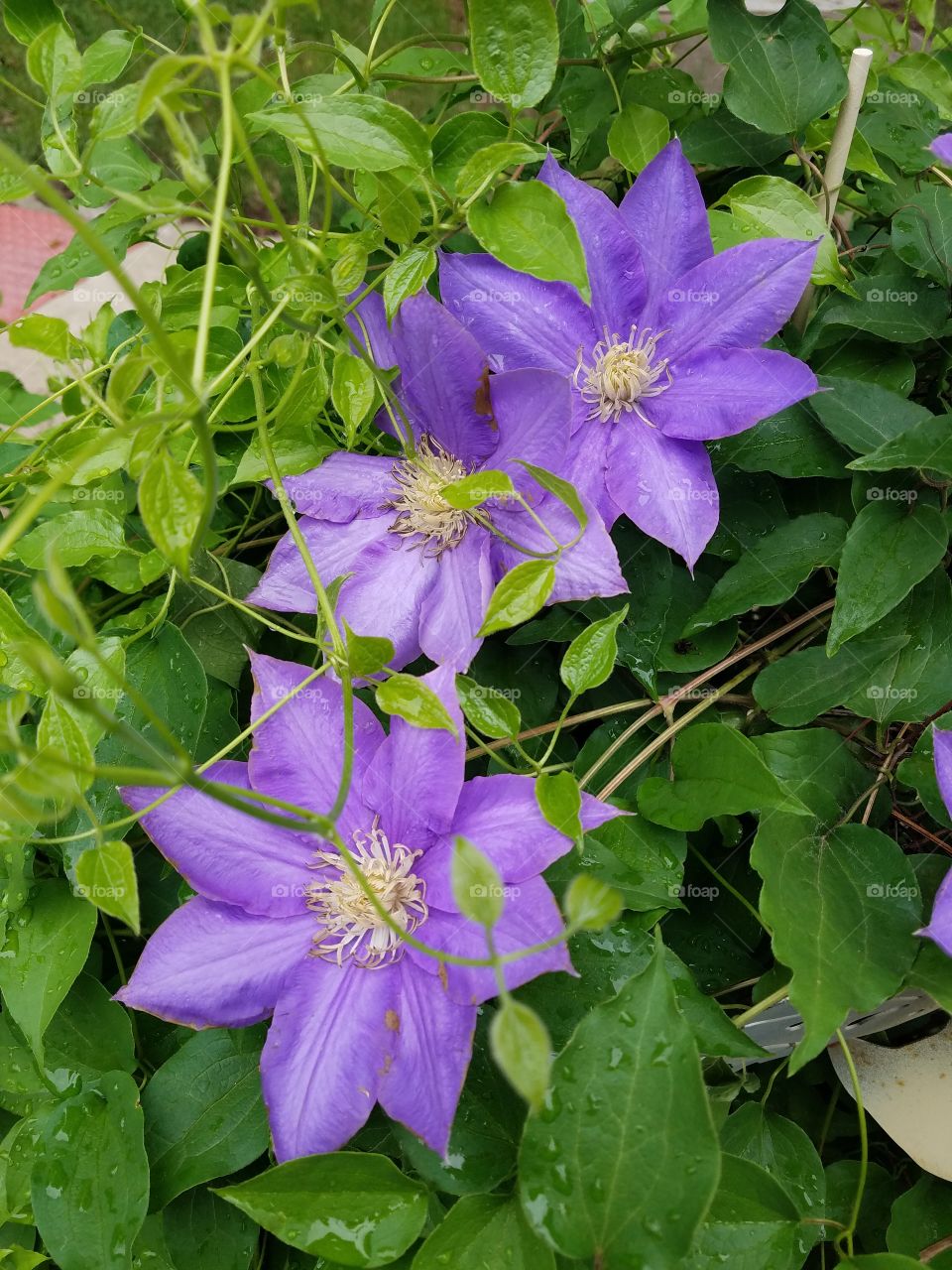 star shaped purple flower with green leaf backdrop