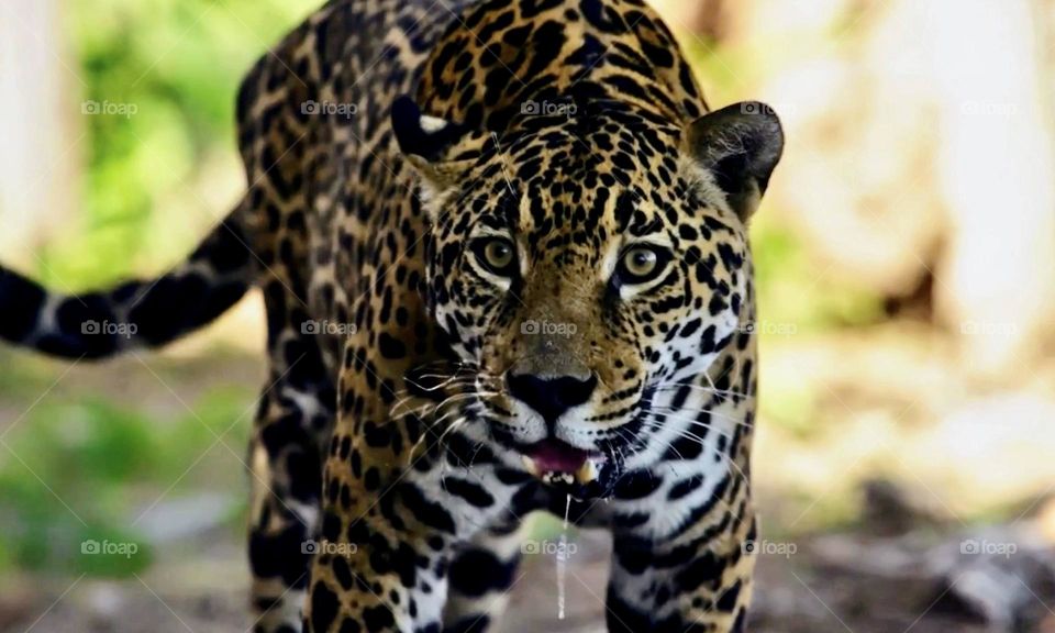 Brasilian Jaguar