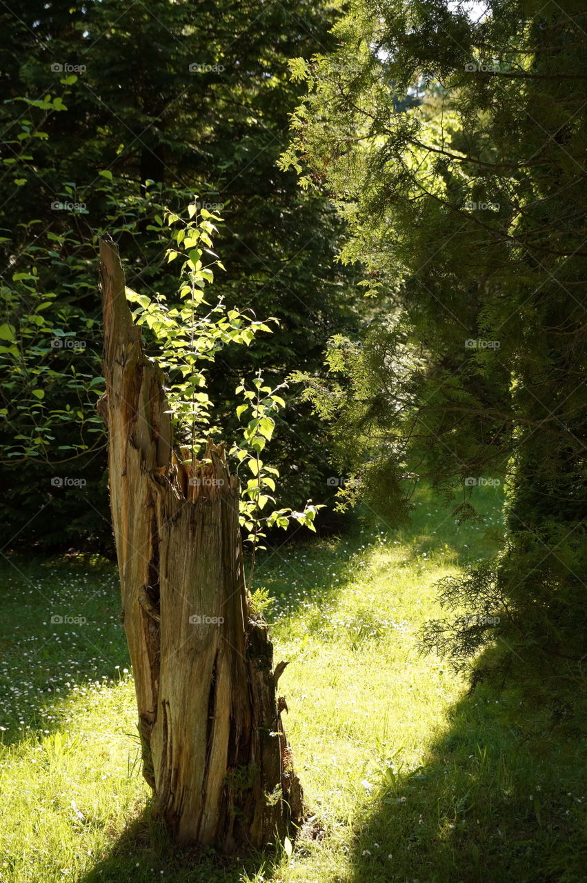 Young trees grow from a broken stump