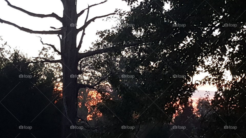 sunrise through the trees