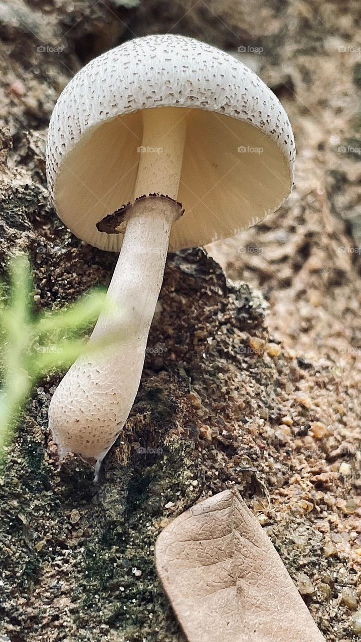 Fungus