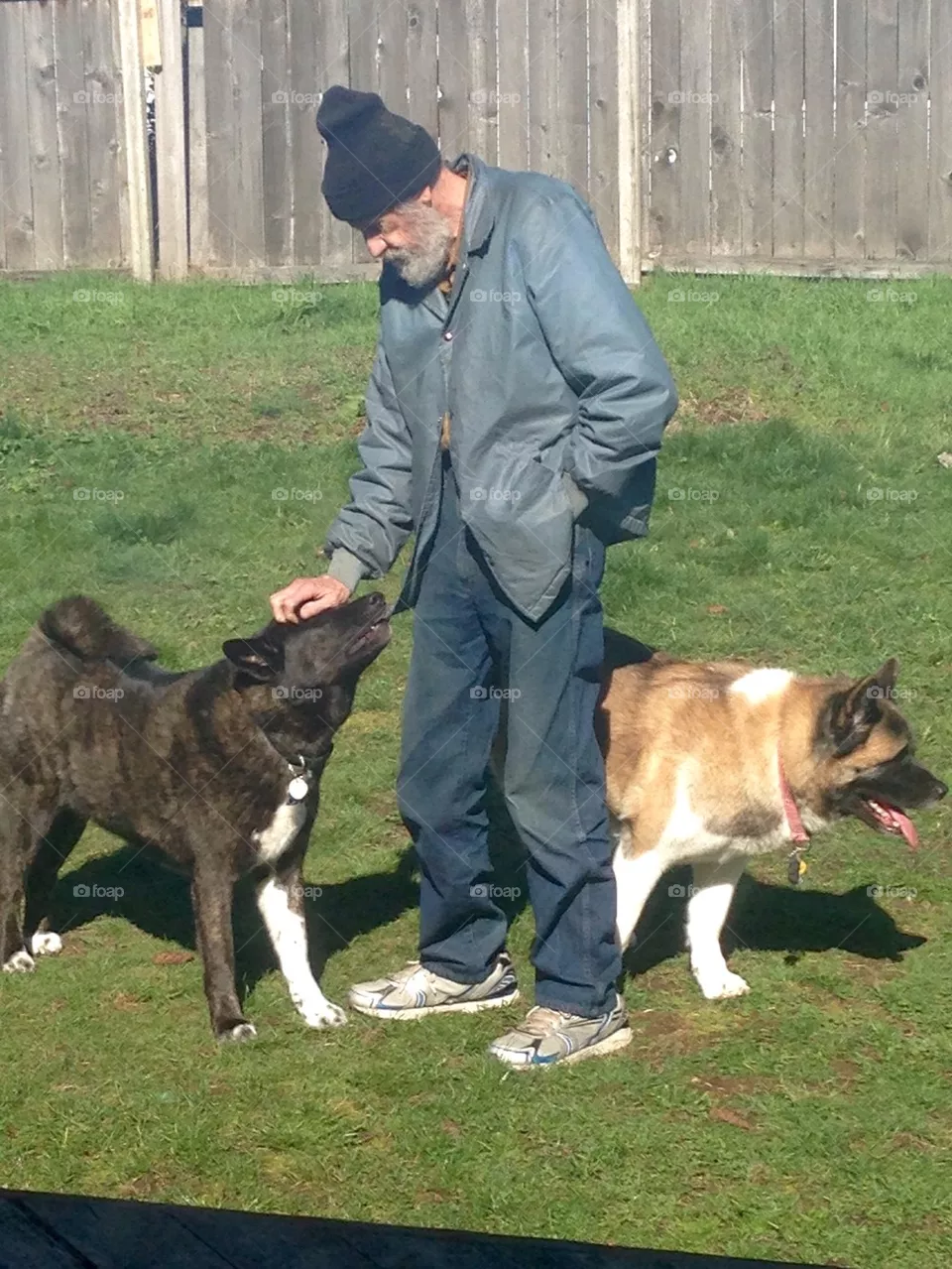 Dog Petting