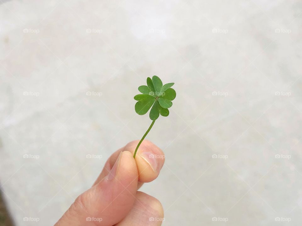 5 Leaf Clover