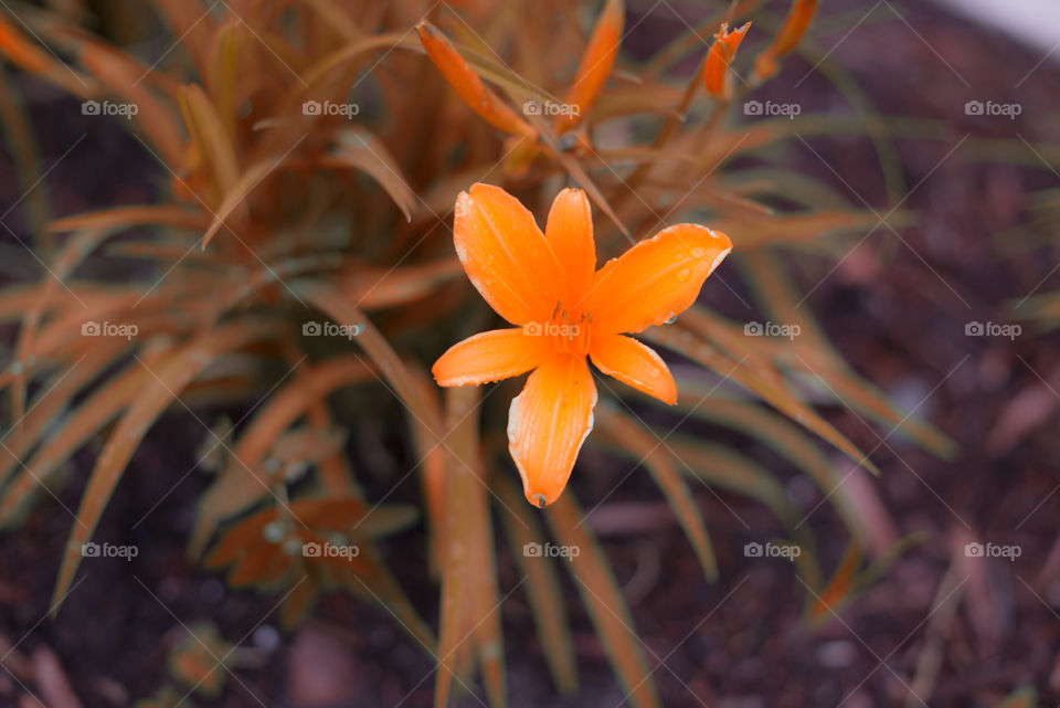 Crocusmia,  Orange Devil, flower