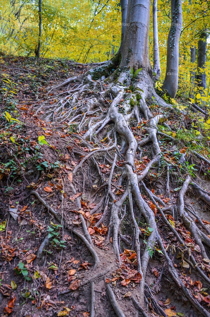 From the ground up, Tree Roots