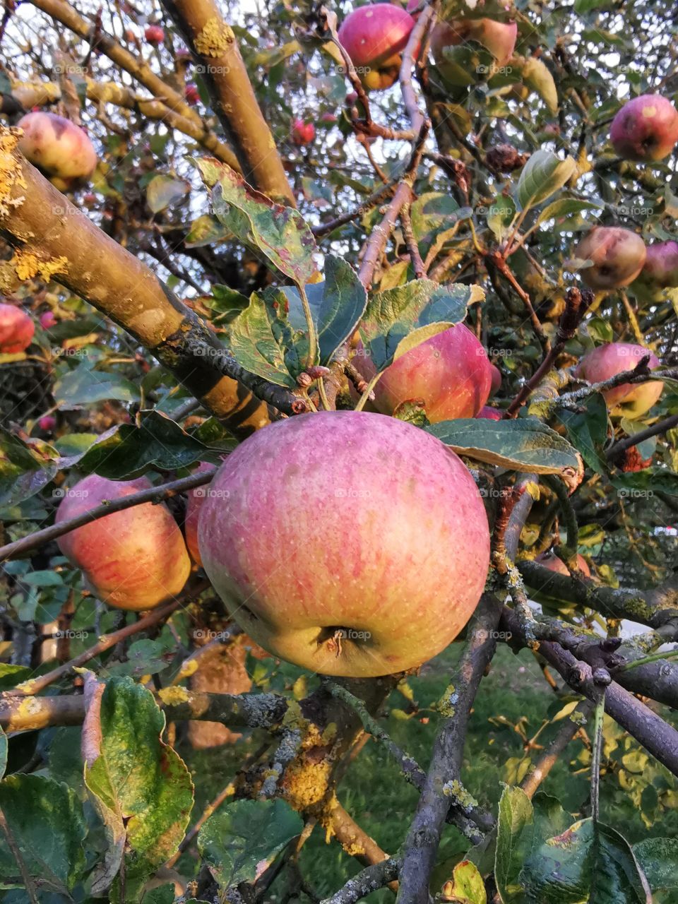 Apples on the old tree