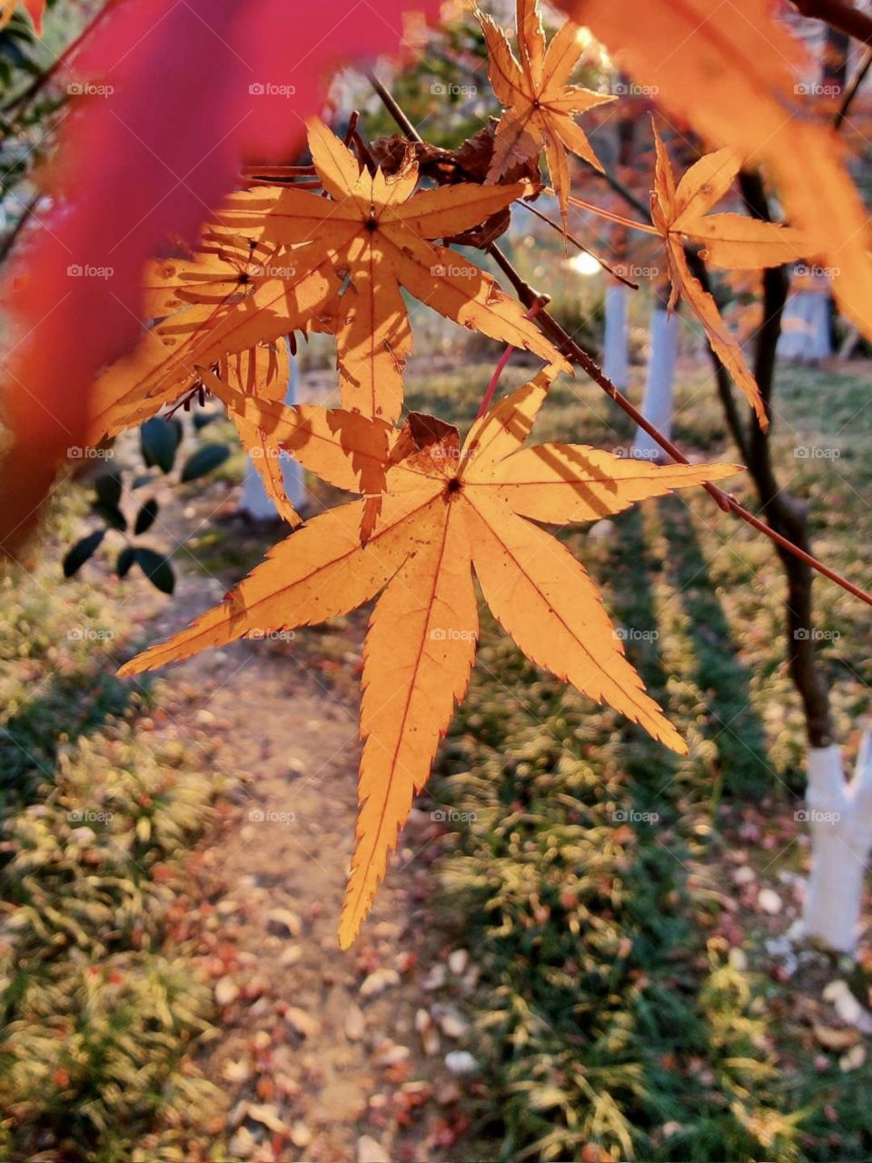 Maple leaf