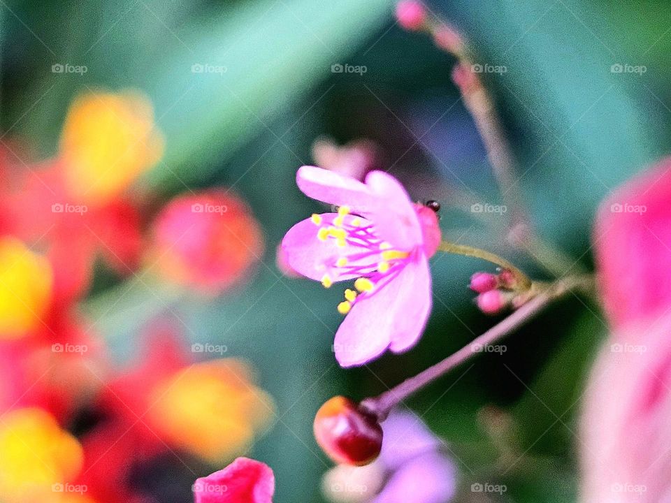 Dainty, delicate, pink wildflower, and bokeh asclepsias in background make for colorful floral imagery. Macro photography.